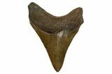 Serrated, Fossil Megalodon Tooth - South Carolina #310090-1